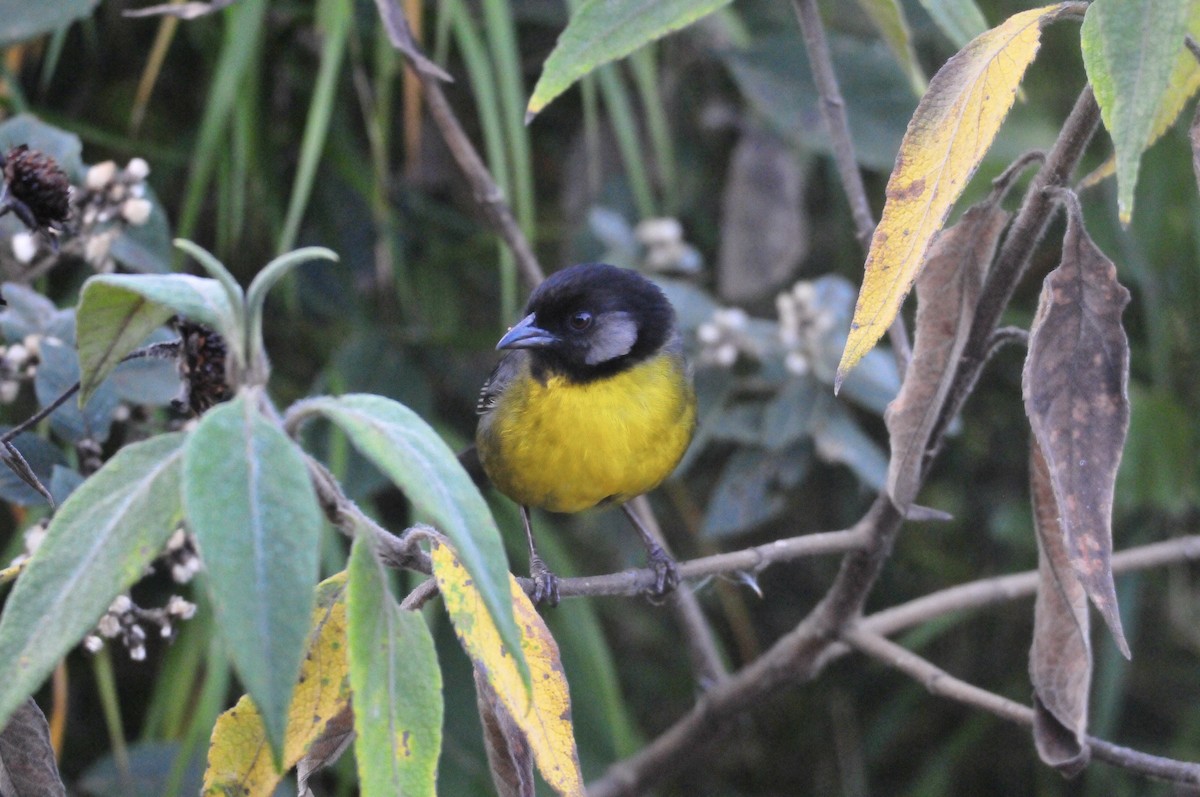 Santa Marta Brushfinch - ML622044218