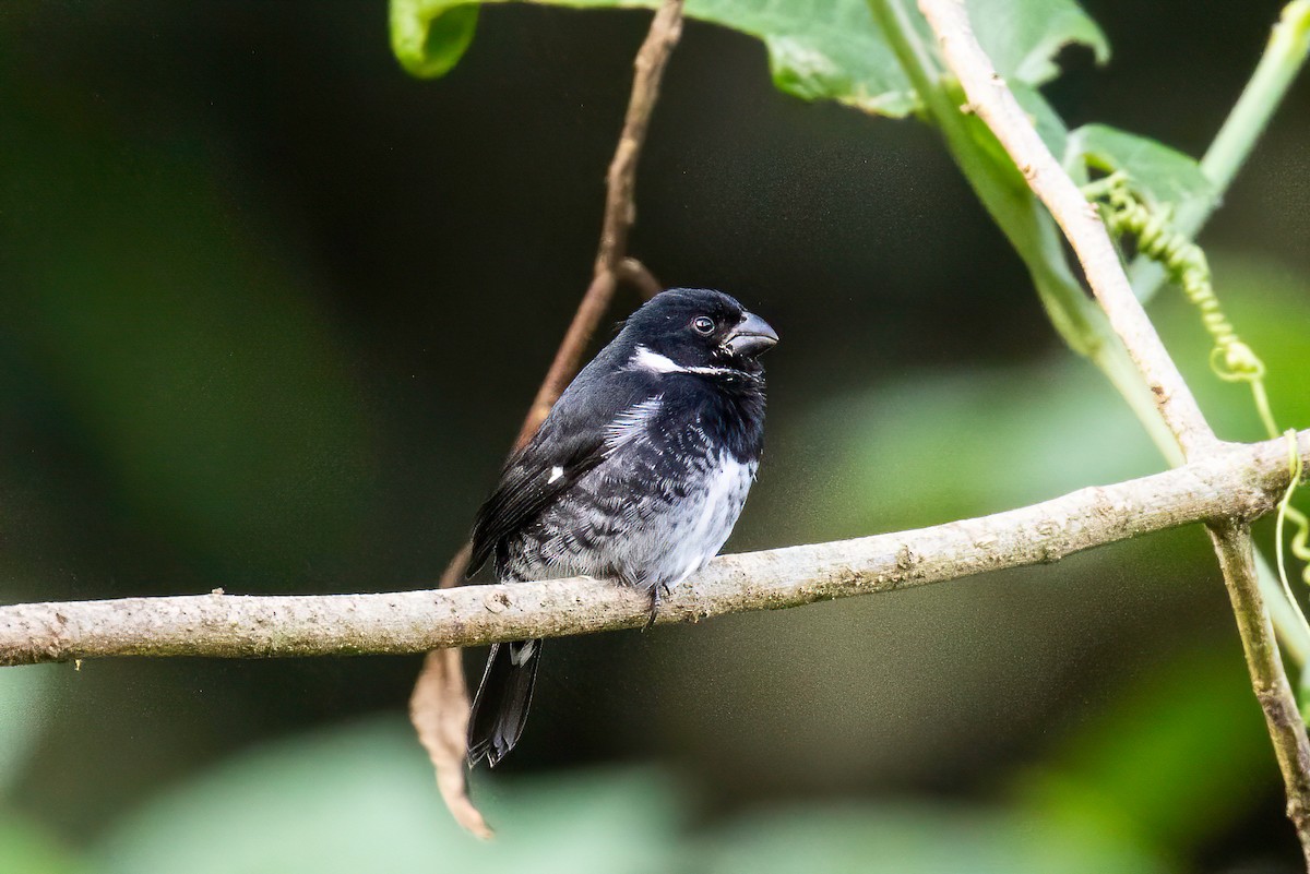 Variable Seedeater - ML622044228