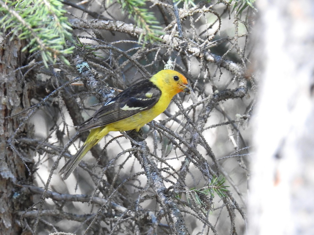 Western Tanager - ML622044229