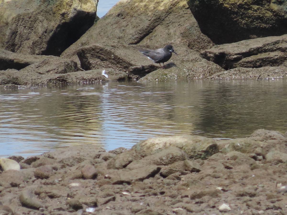 Black Tern - ML622044261