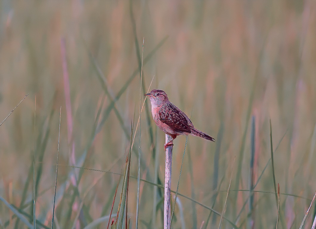 Sedge Wren - ML622044284