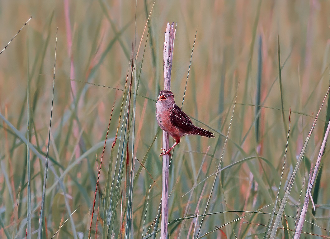 Sedge Wren - ML622044285