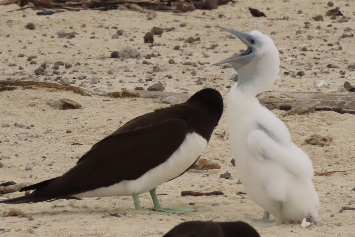 Brown Booby - ML622044308