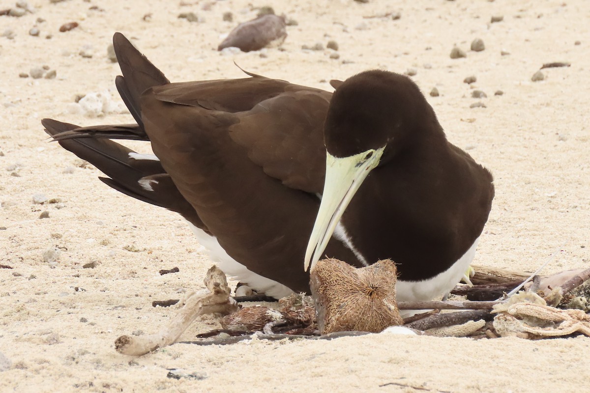 Brown Booby - ML622044311