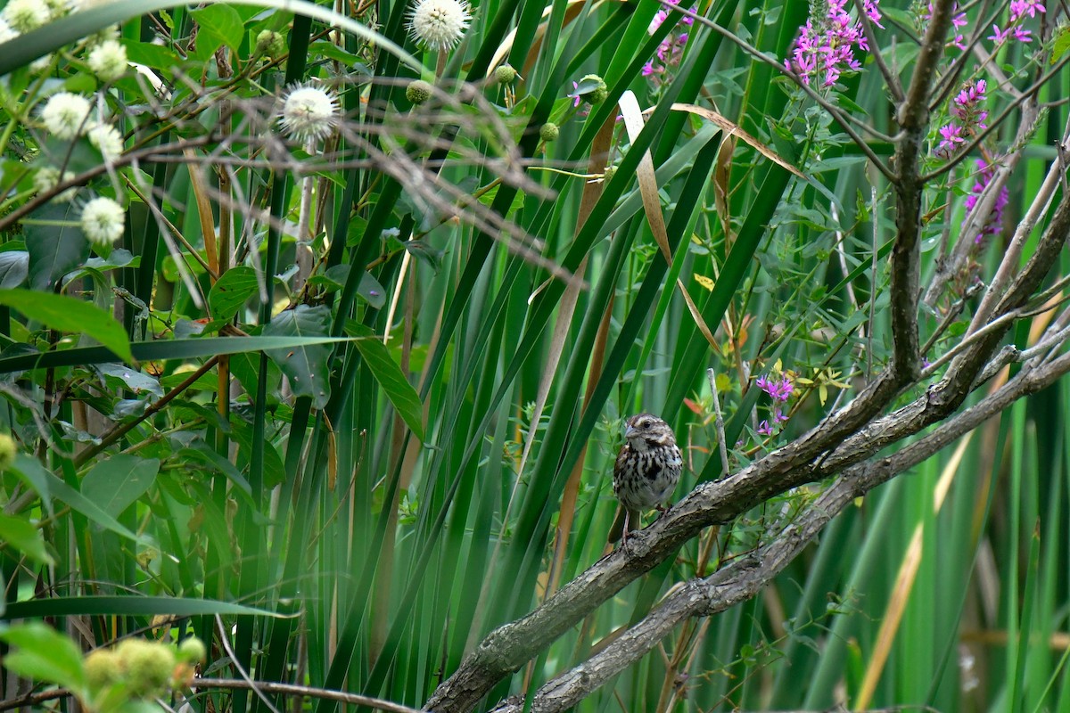 Song Sparrow - ML622044312