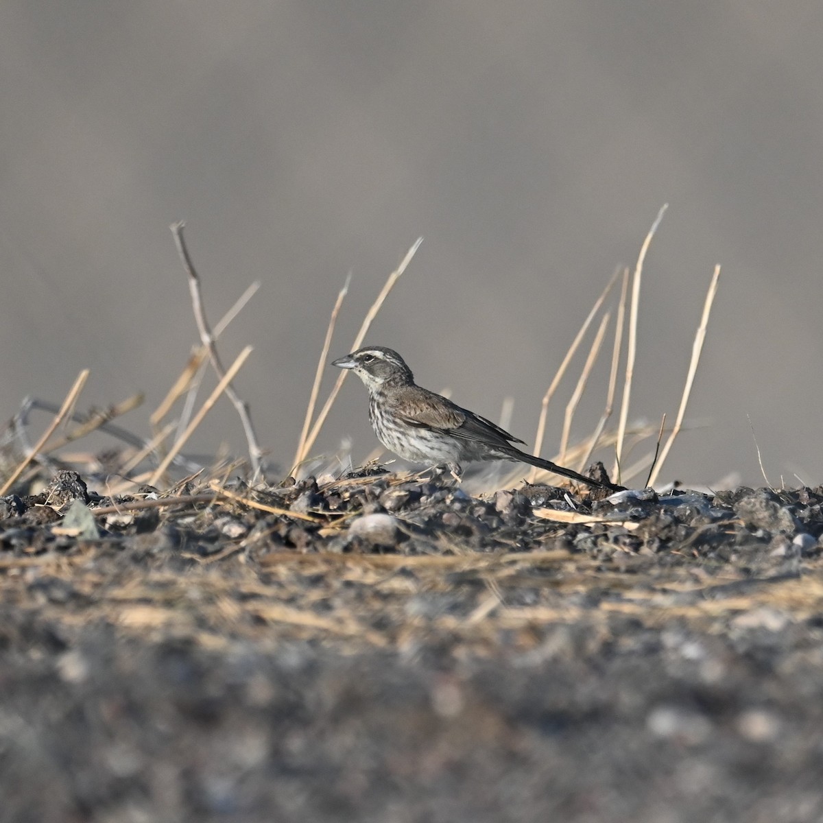 Black-throated Sparrow - Ronnie Reed