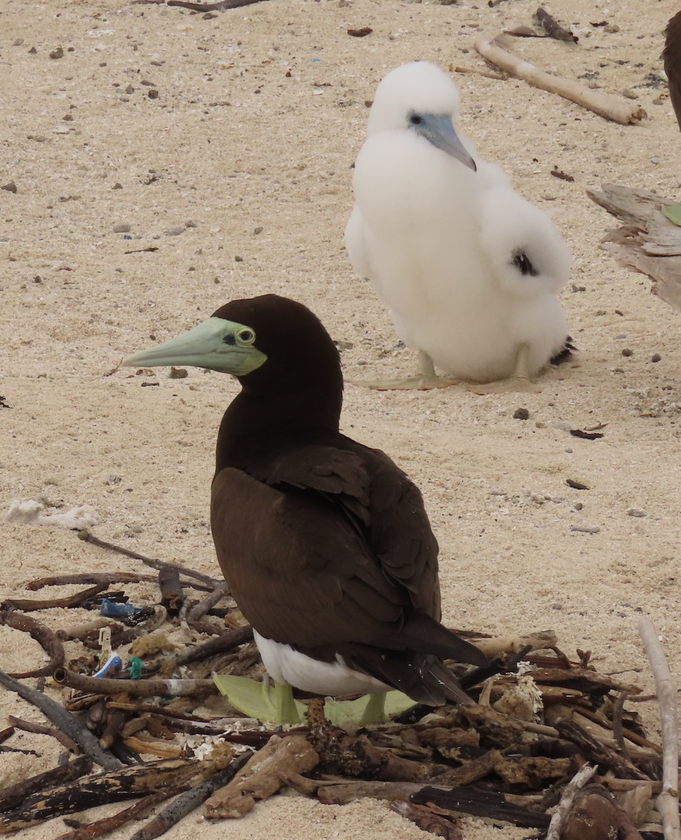 Brown Booby - ML622044323