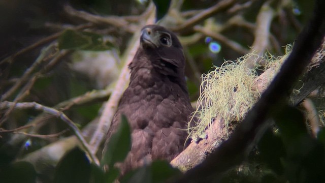 Collared Forest-Falcon - ML622044334