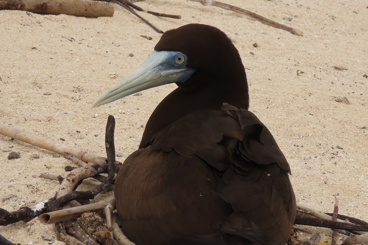 Brown Booby - ML622044335