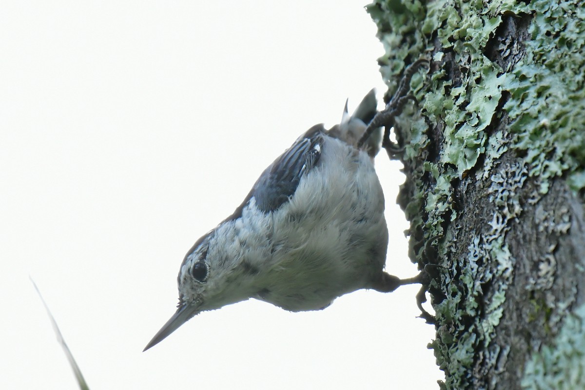 White-breasted Nuthatch - ML622044348