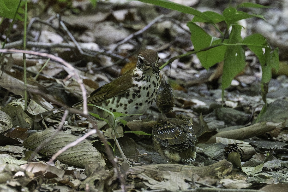 Wood Thrush - David Eberly