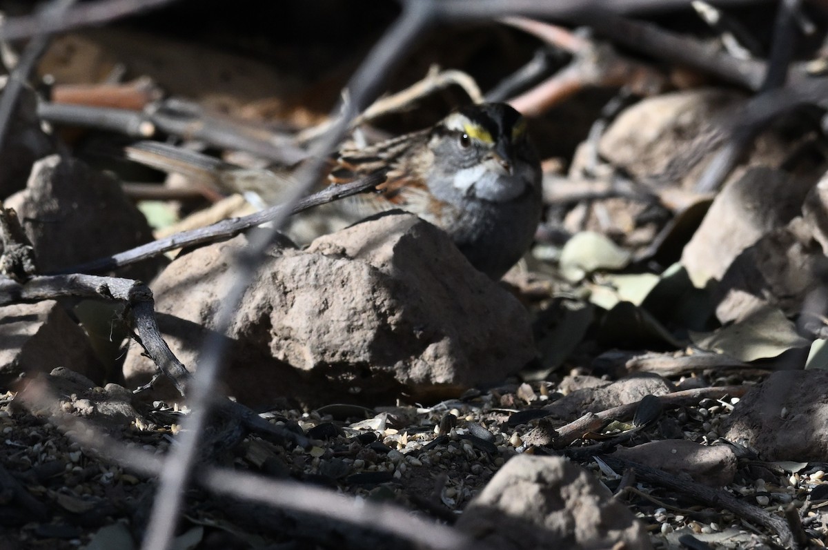 White-throated Sparrow - ML622044360