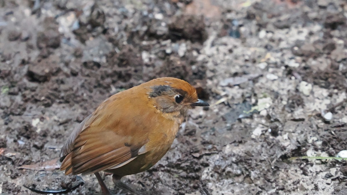 Chestnut Antpitta - ML622044373