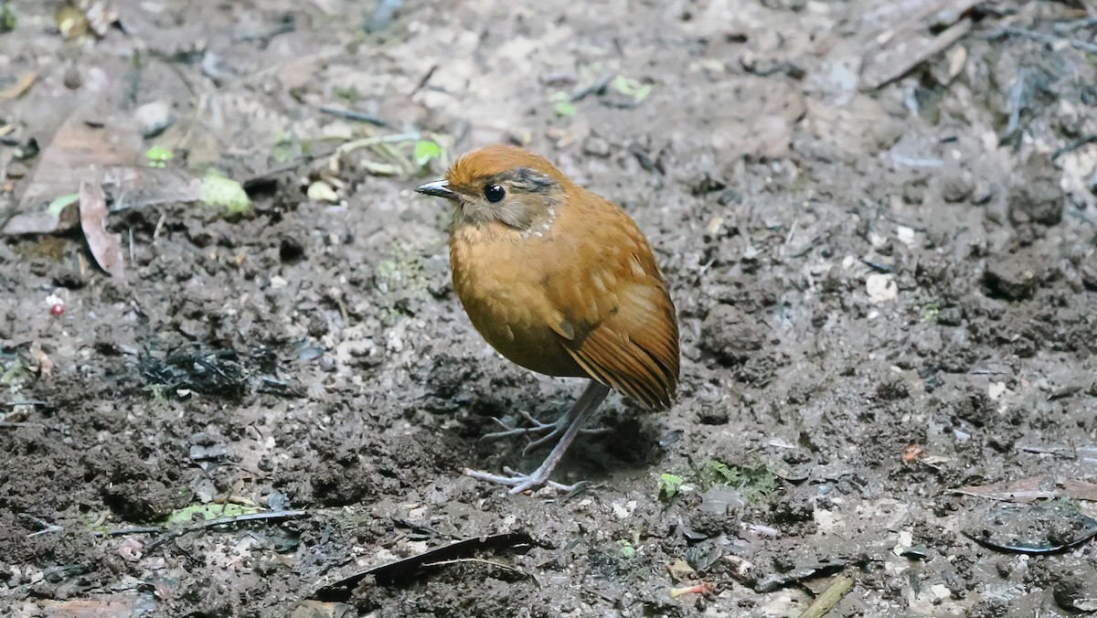 Chestnut Antpitta - ML622044374