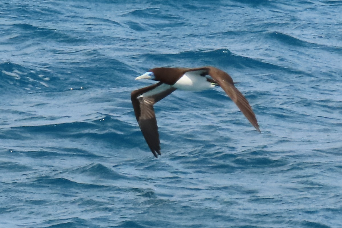 Brown Booby - ML622044384