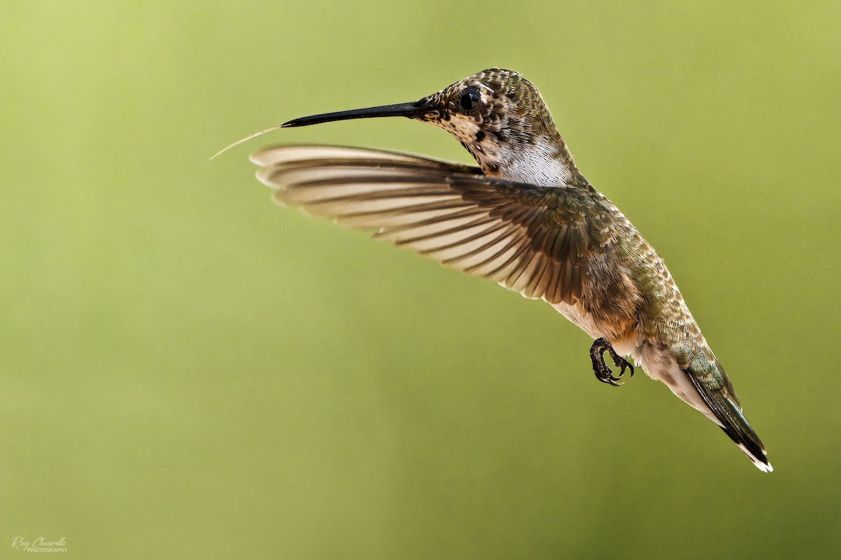 Black-chinned Hummingbird - ML622044417