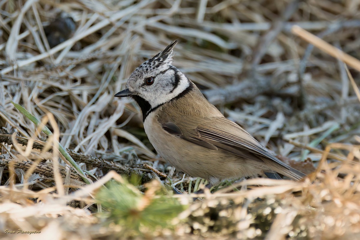 Crested Tit - ML622044434