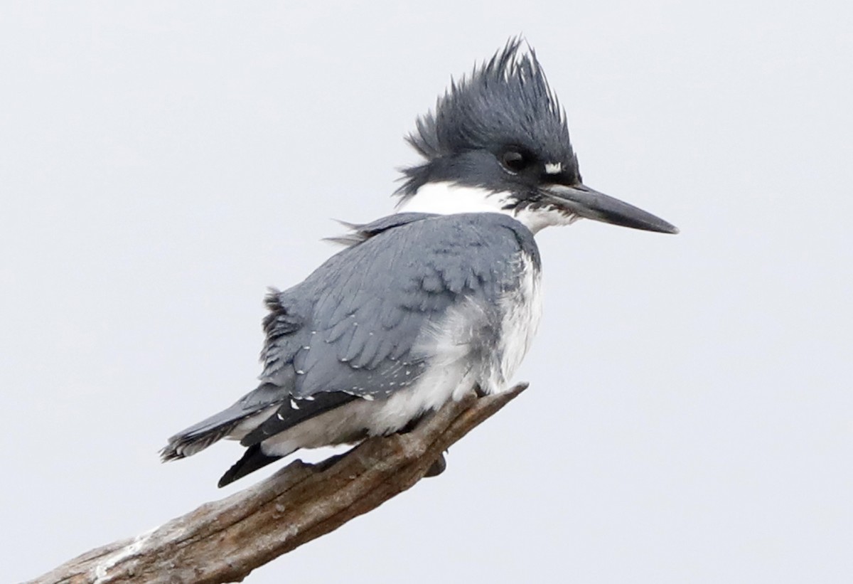 Belted Kingfisher - ML622044436