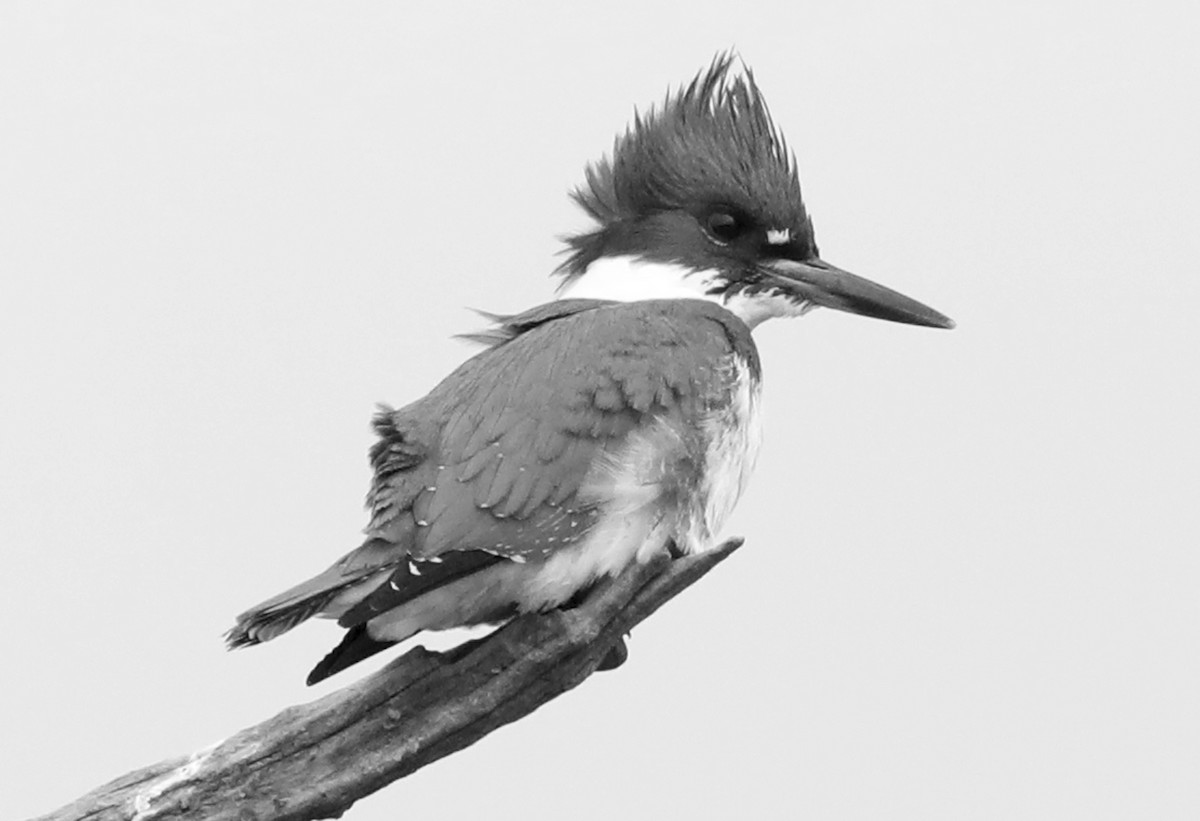 Belted Kingfisher - ML622044437