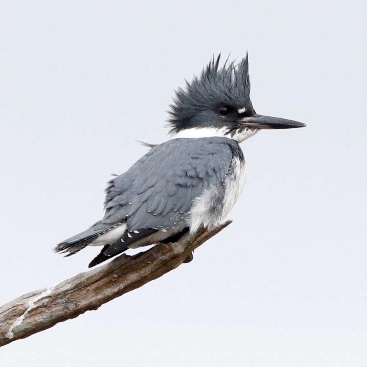 Belted Kingfisher - ML622044438