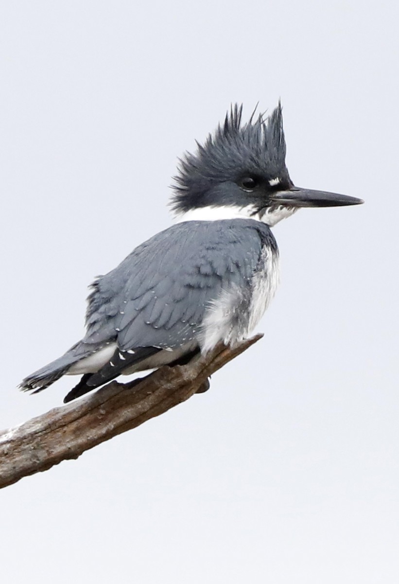 Belted Kingfisher - ML622044439