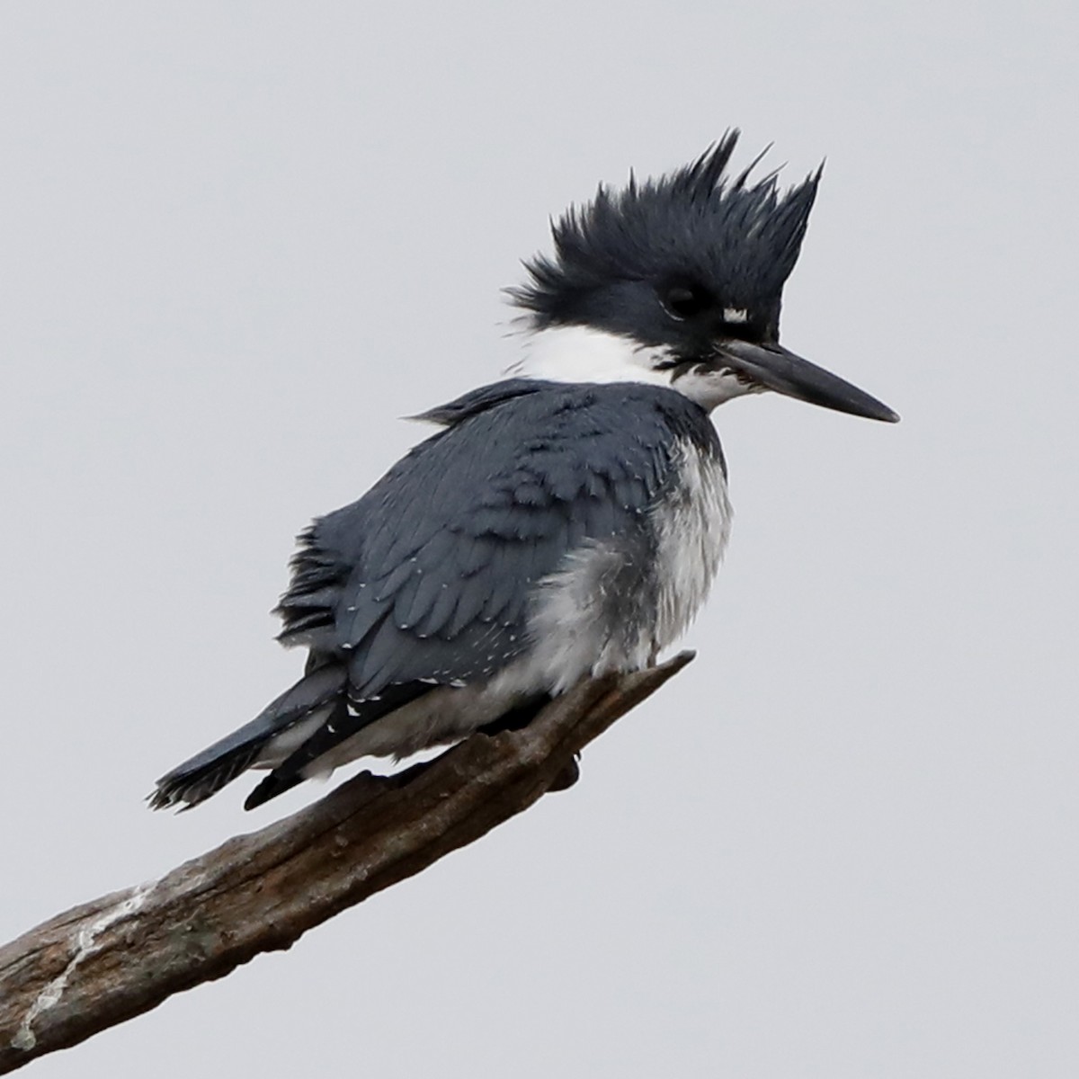 Belted Kingfisher - ML622044440