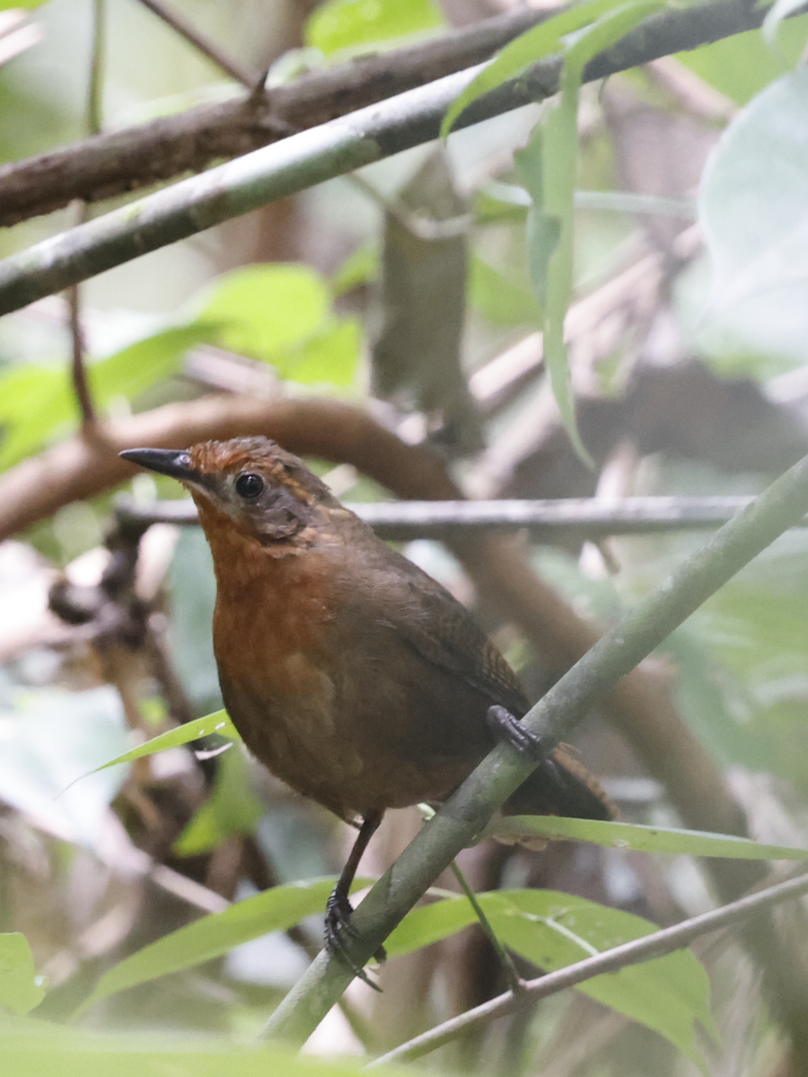 Musician Wren - ML622044453