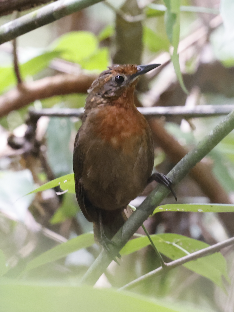 Musician Wren - ML622044454