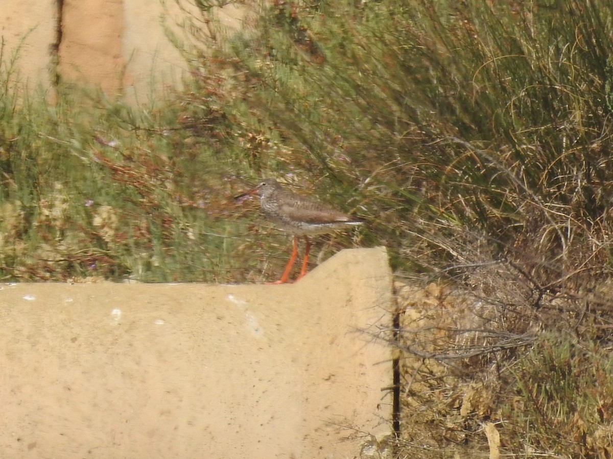 Common Redshank - ML622044457