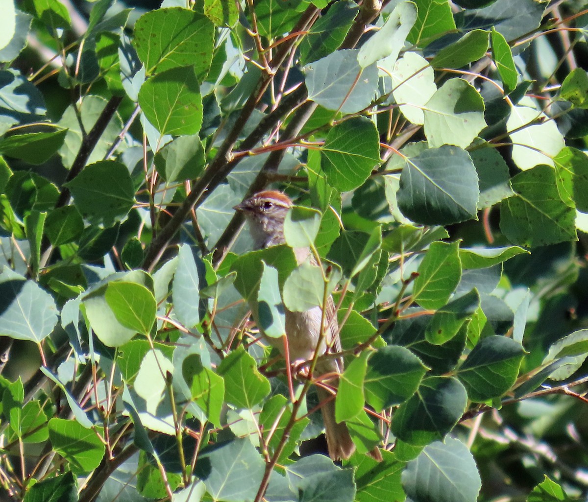 Chipping Sparrow - ML622044491