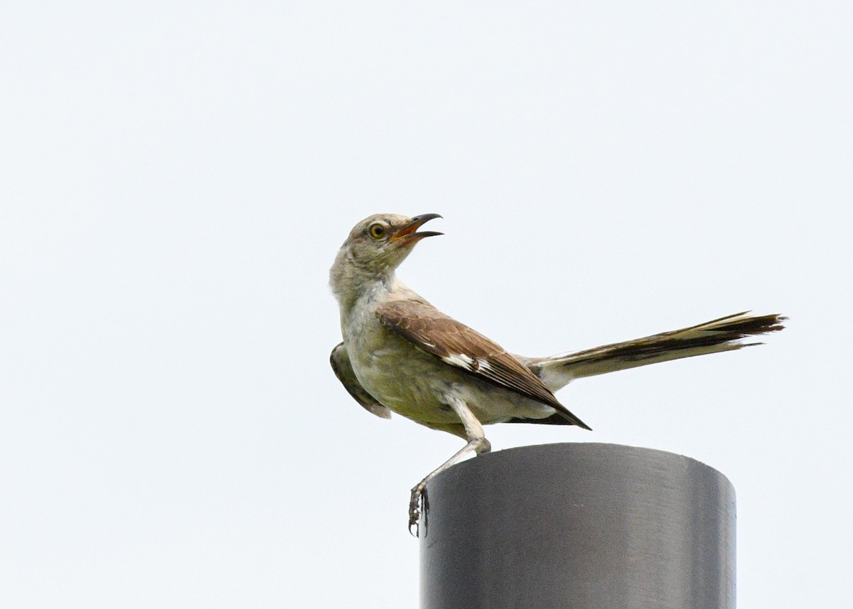 Northern Mockingbird - ML622044522