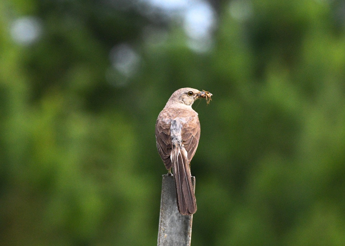 Northern Mockingbird - ML622044523