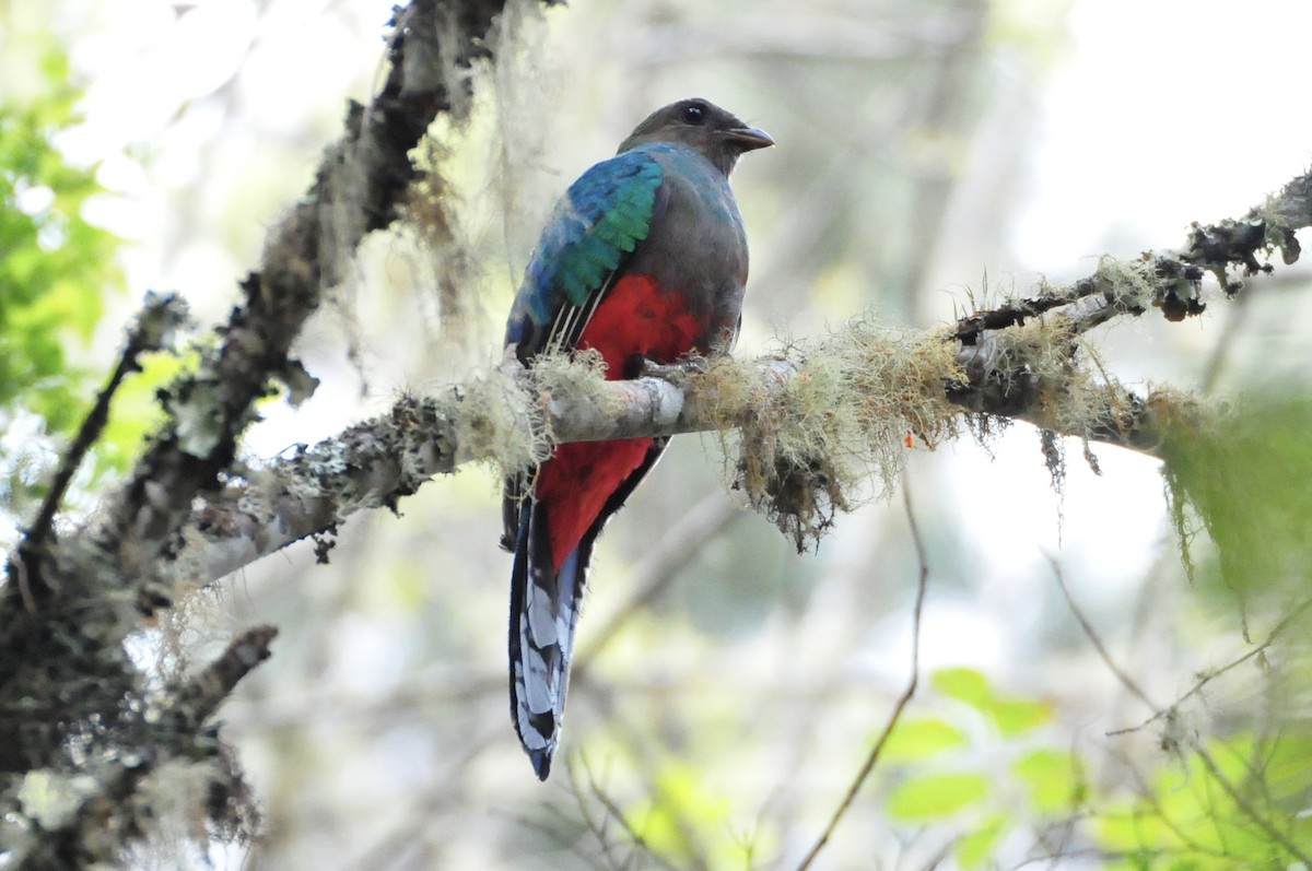 White-tipped Quetzal - ML622044528