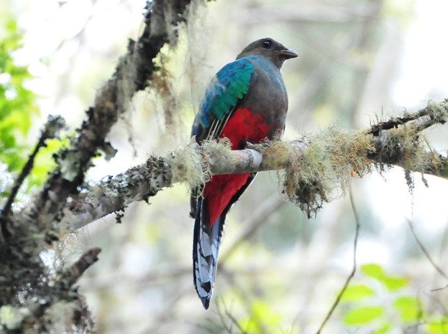 White-tipped Quetzal - ML622044529