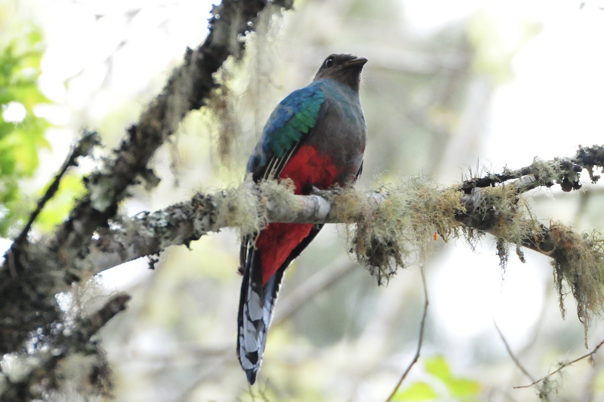 White-tipped Quetzal - ML622044530