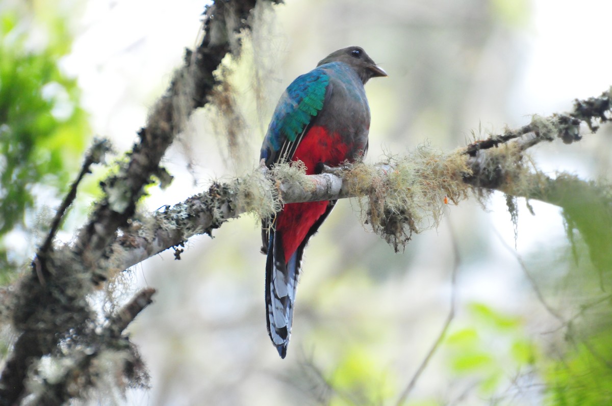 White-tipped Quetzal - ML622044531