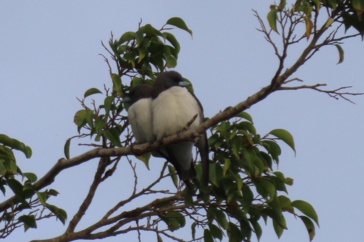 White-breasted Woodswallow - ML622044557