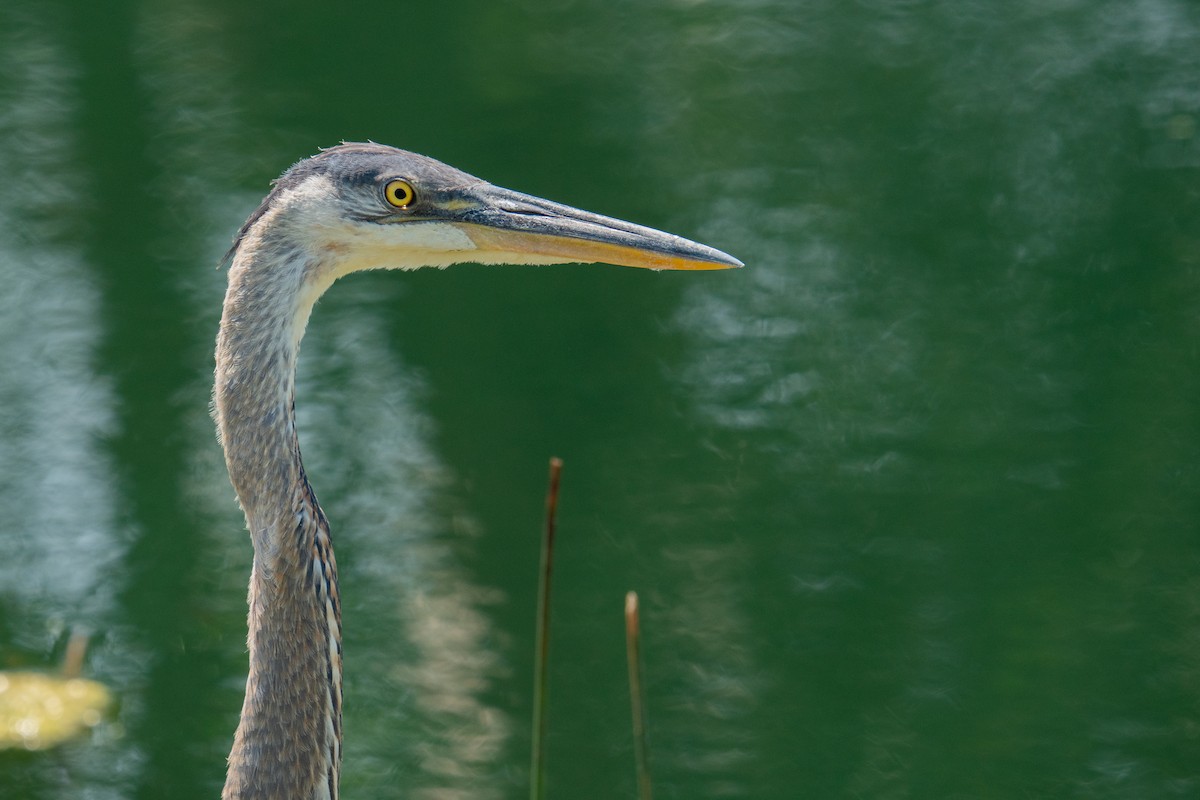 Great Blue Heron - ML622044568