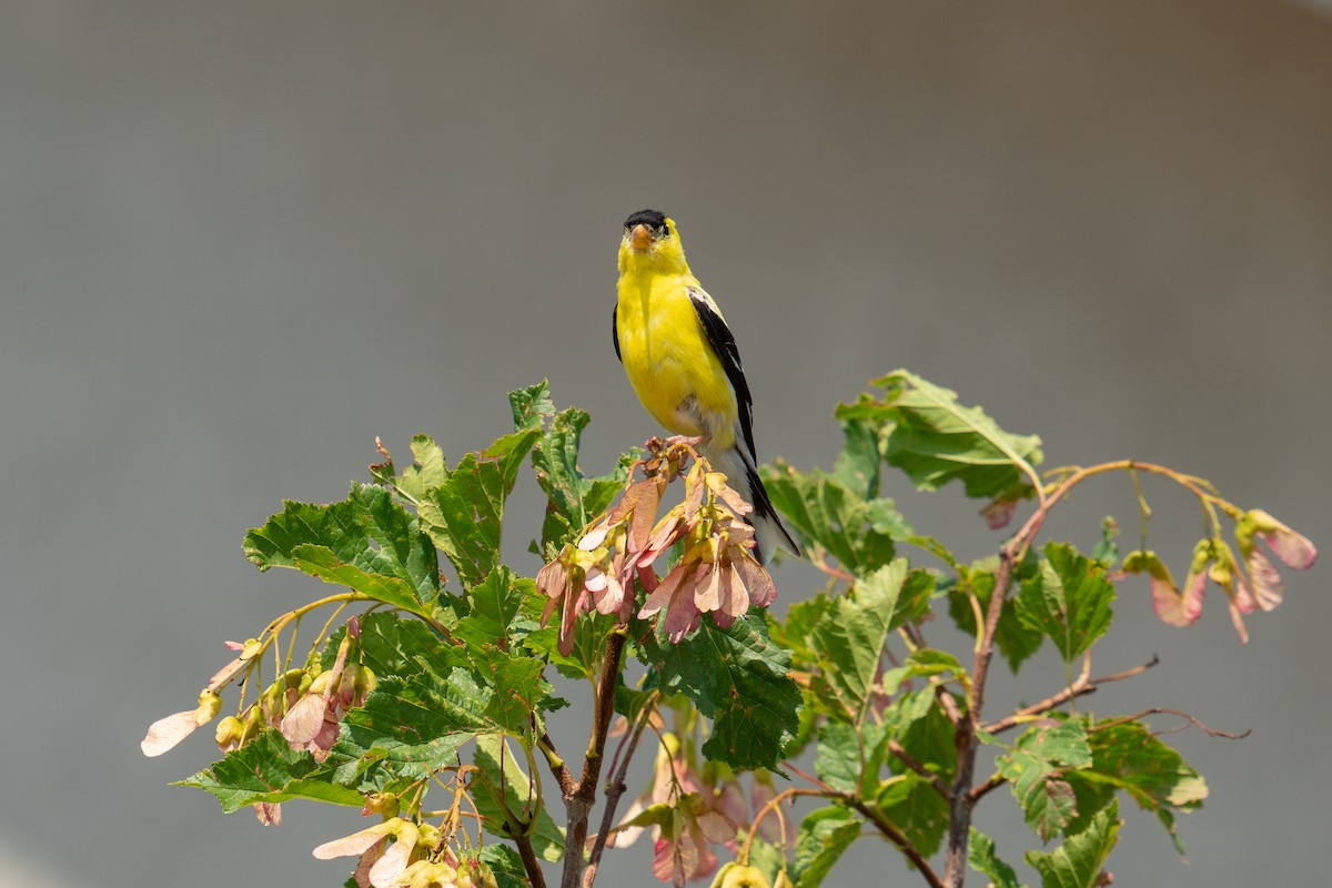 American Goldfinch - ML622044630