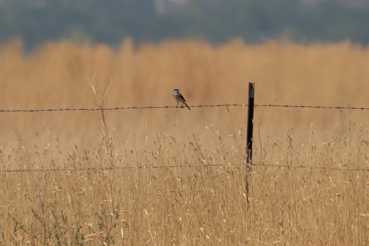 Loggerhead Shrike - ML622044646