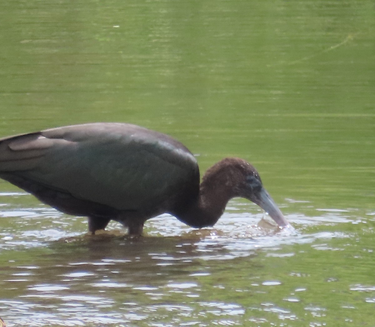 Glossy Ibis - Mary Beth Kooper