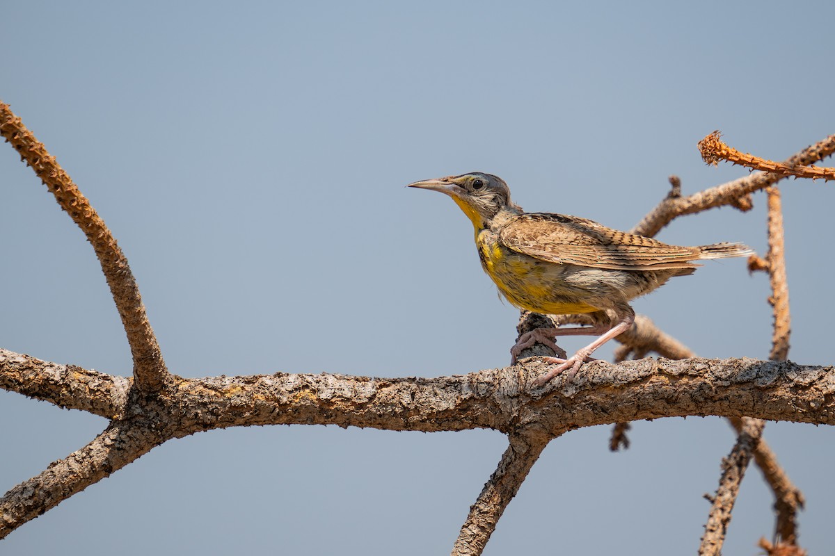 Western Meadowlark - ML622044707