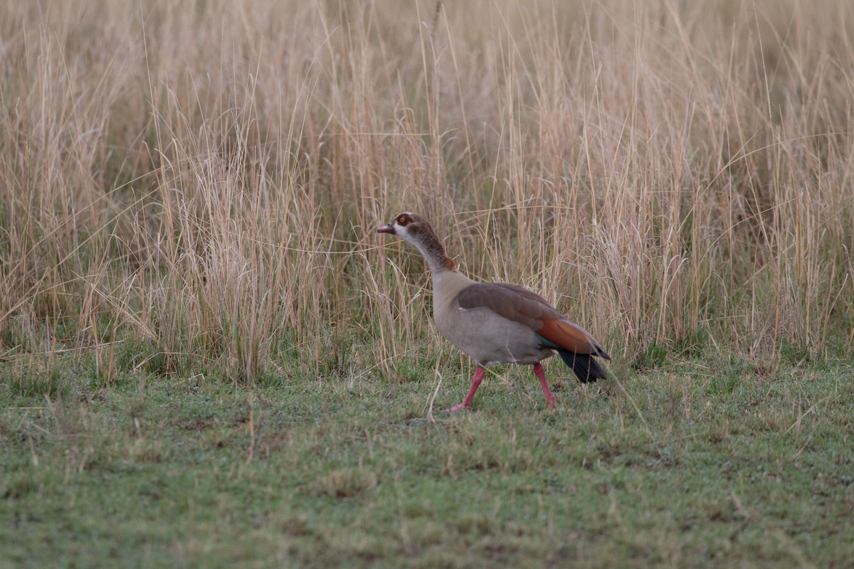 Egyptian Goose - ML622044717