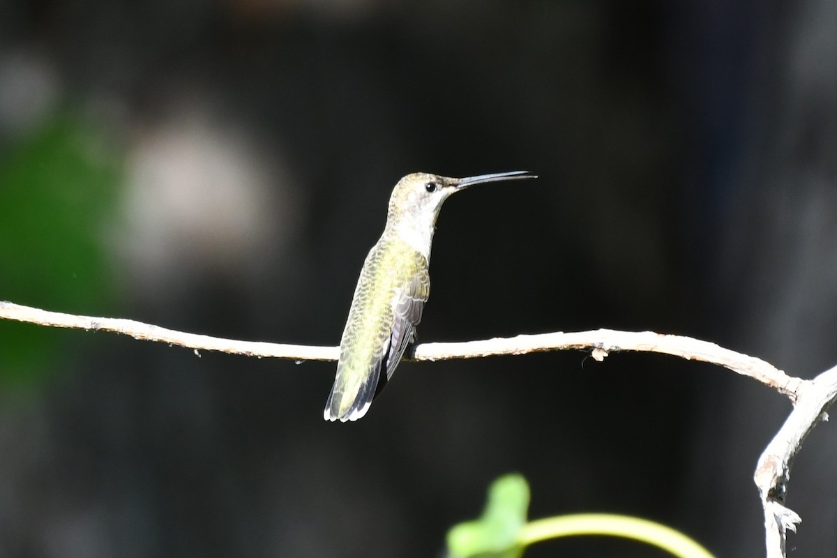 Black-chinned Hummingbird - ML622044732