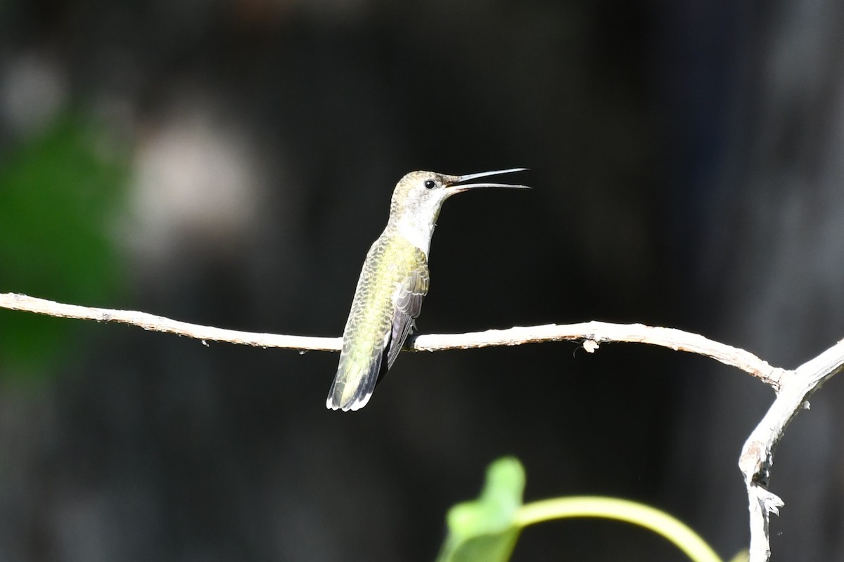 Black-chinned Hummingbird - ML622044733