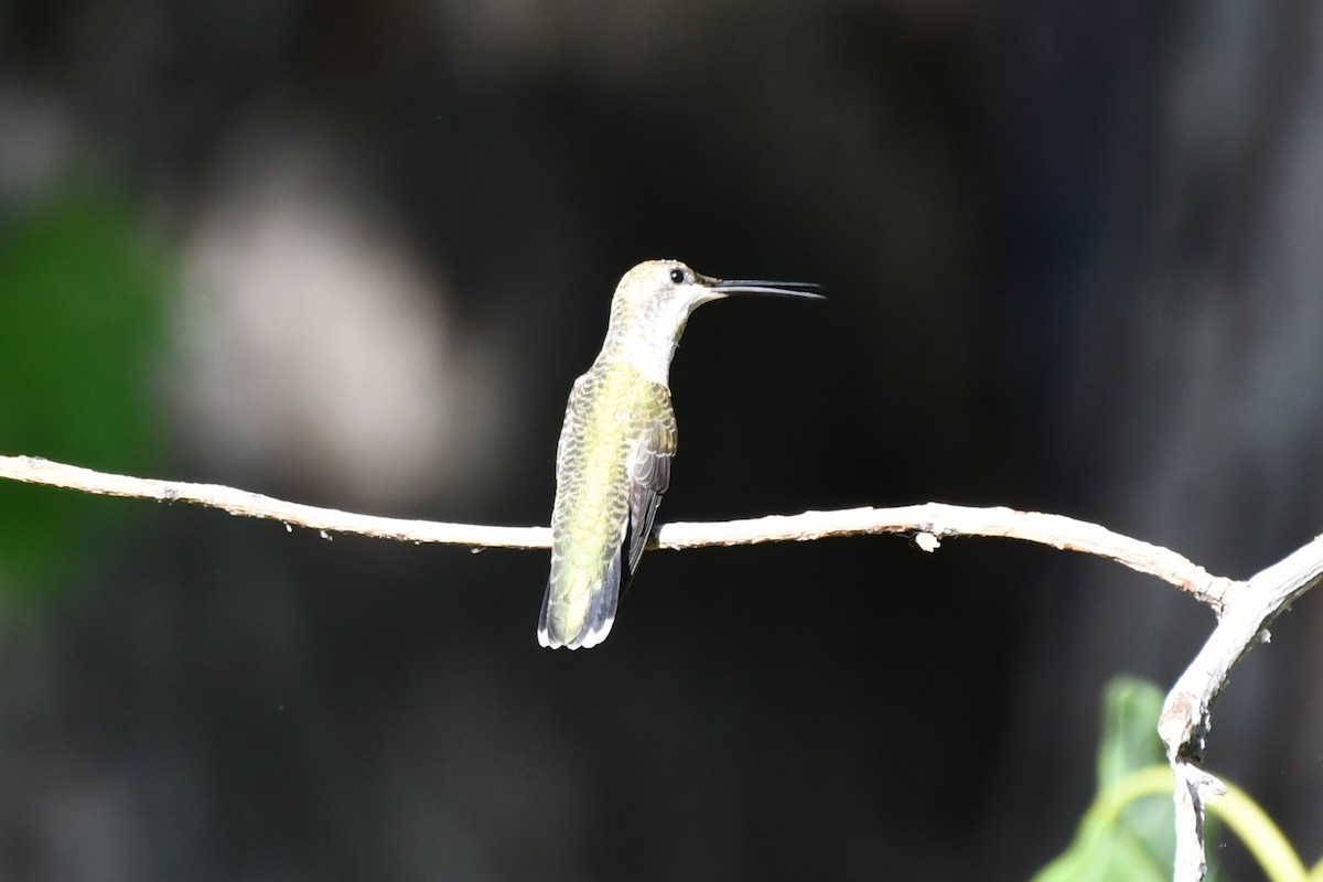 Black-chinned Hummingbird - ML622044734