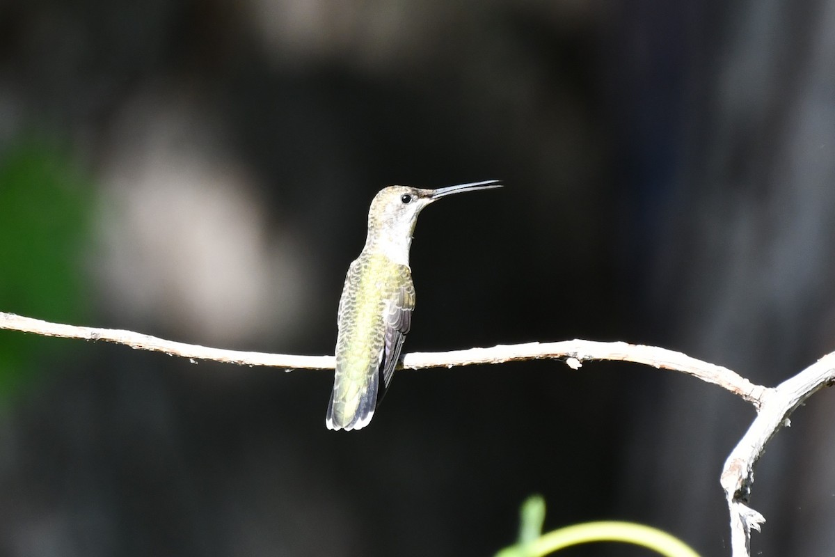 Black-chinned Hummingbird - ML622044735