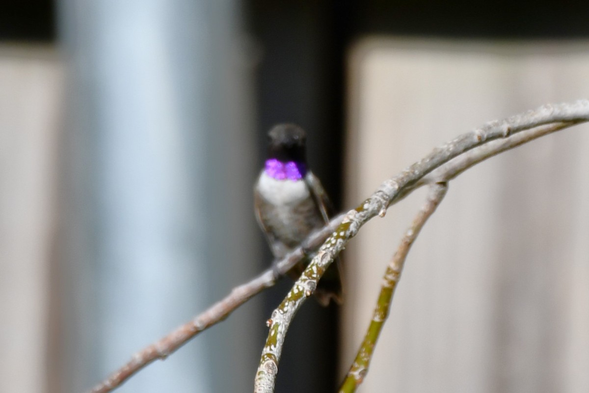 Black-chinned Hummingbird - ML622044736