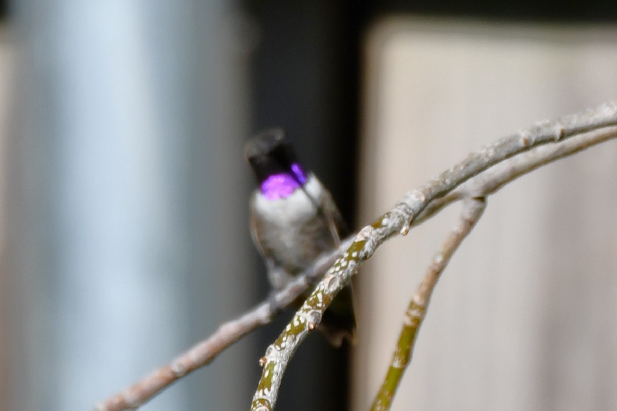 Black-chinned Hummingbird - ML622044737