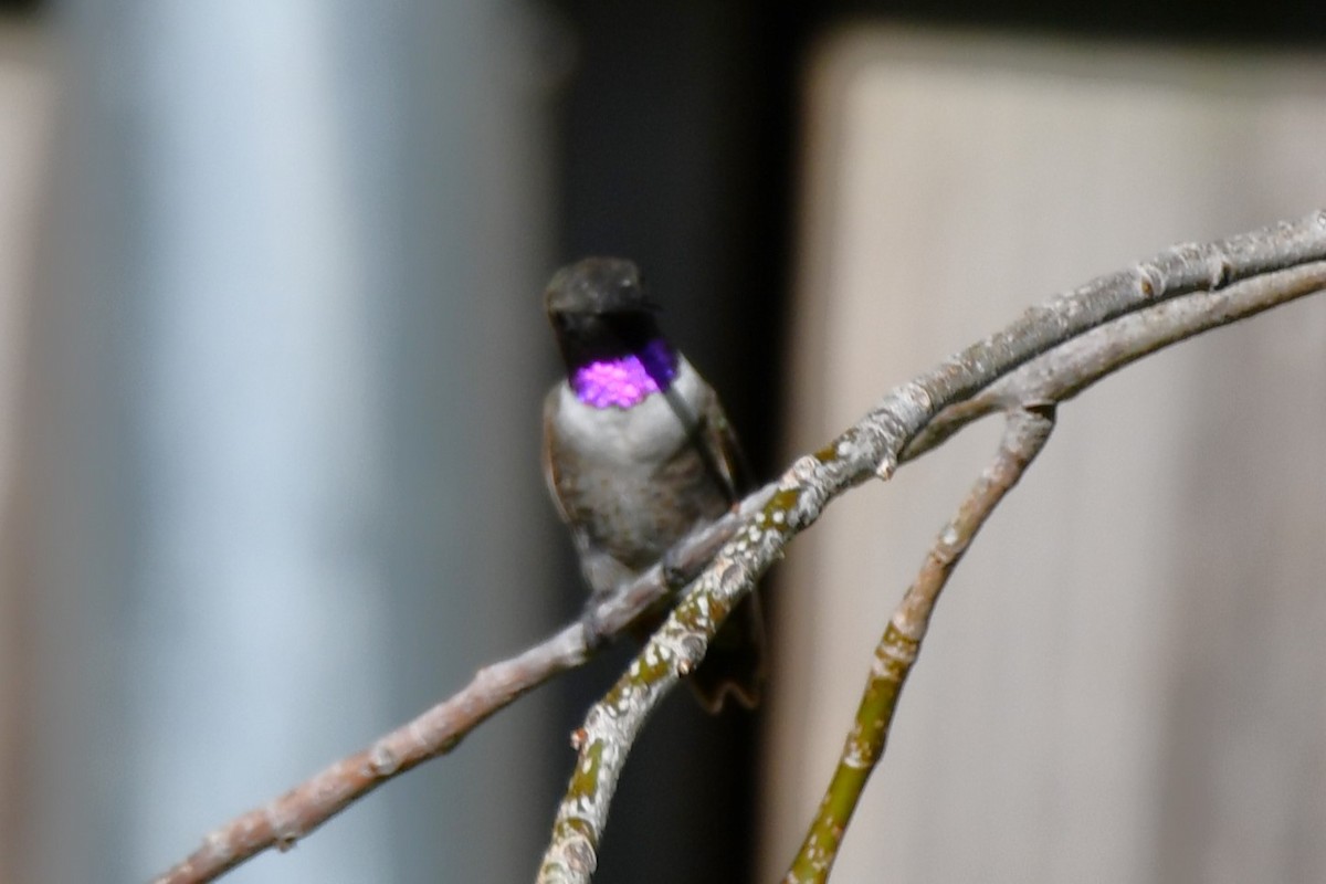 Black-chinned Hummingbird - ML622044738